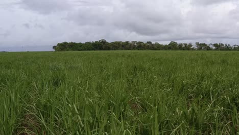 Right-trucking-aerial-drone-shot-passing-over-a-large-field-of-tropical-green-sugar-cane-blowing-in-the-wind-growing-in-Tibau-do-Sul,-Rio-Grande-do-Norte,-Brazil-on-a-rainy-overcast-summer-day