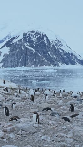 penguins and mountains in antarctica, gentoo penguin colony and antarctica wildlife and animals on antarctic peninsula, vertical nature video for social media, instagram reels and tiktok