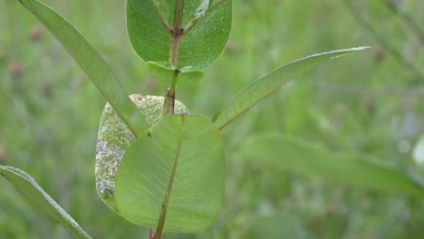 a downward panning view of a milkweed plant with milkweed beetles on it