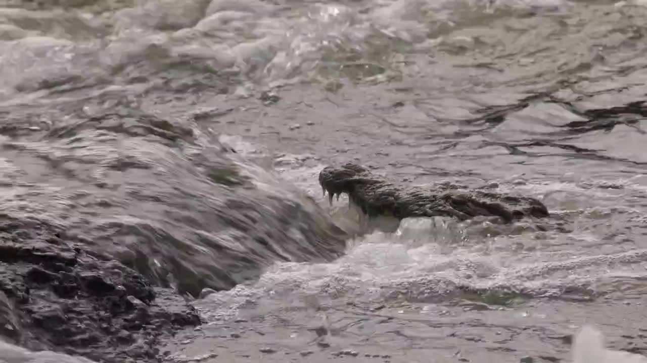 Primo piano di un coccodrillo posizionato sotto una rapida del fiume con la bocca aperta, mentre si nutre