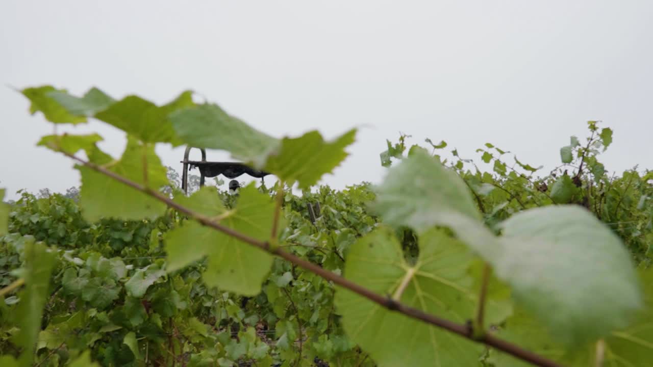 포도원, leyda 계곡, 칠레의 덩굴 사이에 숨겨진 트랙터에 사람의 왼쪽으로 팬