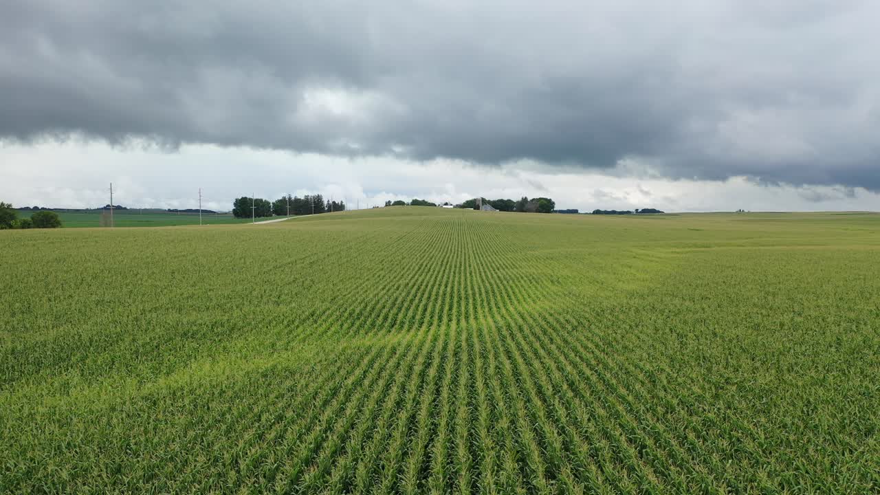 Cornfield Landscape Under Storm Clouds