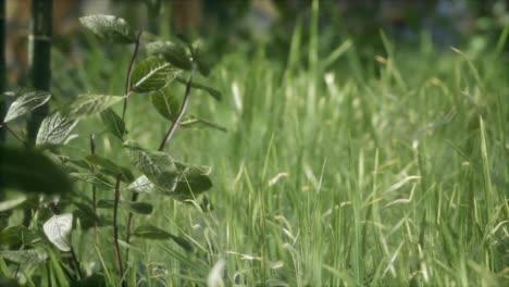 fresh green grass on the forest