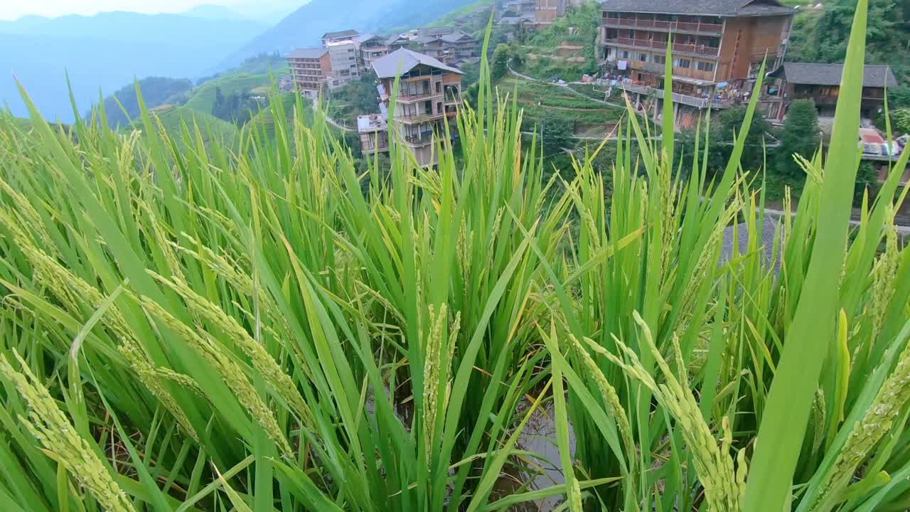 Close up of growing rice on the Longji Rice Terraces, Pingan village, northern Guilin, Guangxi Zhuang Autonomous Region aka Guangxi Province, China