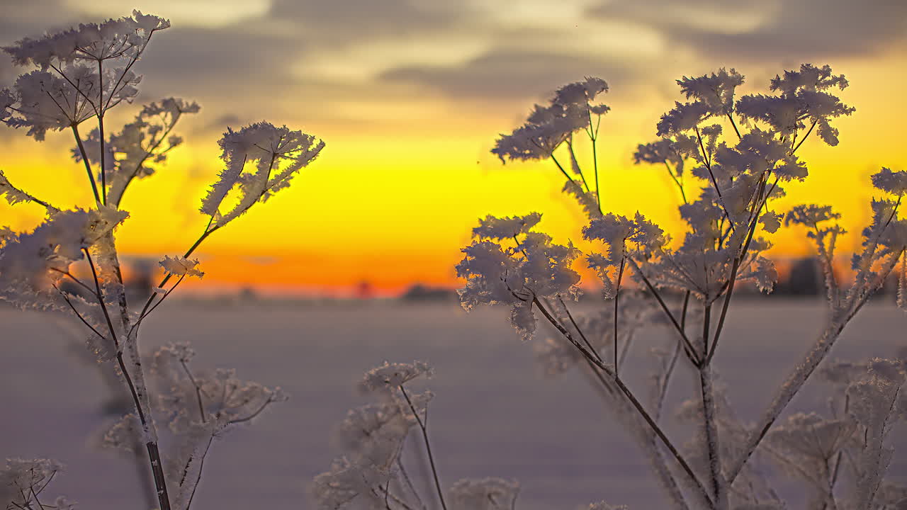 Close up shot of snowy and frozen plants during beautiful vibrant sunset in background during winter - Time lapse shot