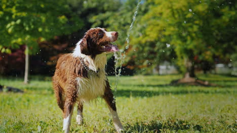 Lustiger-Hund,-Der-Mit-Einem-Gartenschlauch-Spielt,-Mit-Dem-Besitzer-Spielen-Und-Zusammen-Spaß-Haben