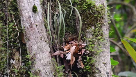 The-Hill-Blue-Flycatcher-is-found-at-high-elevation-habitat-it-has-blue-feathers-and-orange-like-breast-for-the-male,-while-the-female-is-pale-cinnamon-brown-and-also-with-transitioned-orange-breast