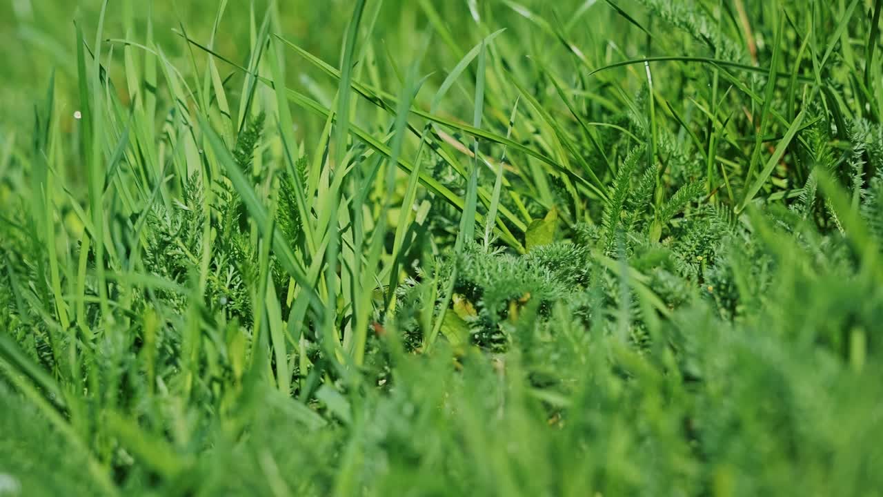 Makro nagranie filmowe trzmiela wśród zielonych roślin, sfilmowane w zwolnionym tempie w stylu kinowym