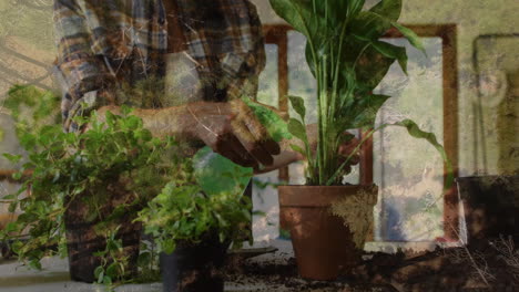 tending to potted plants, gardener working with soil on table in garden
