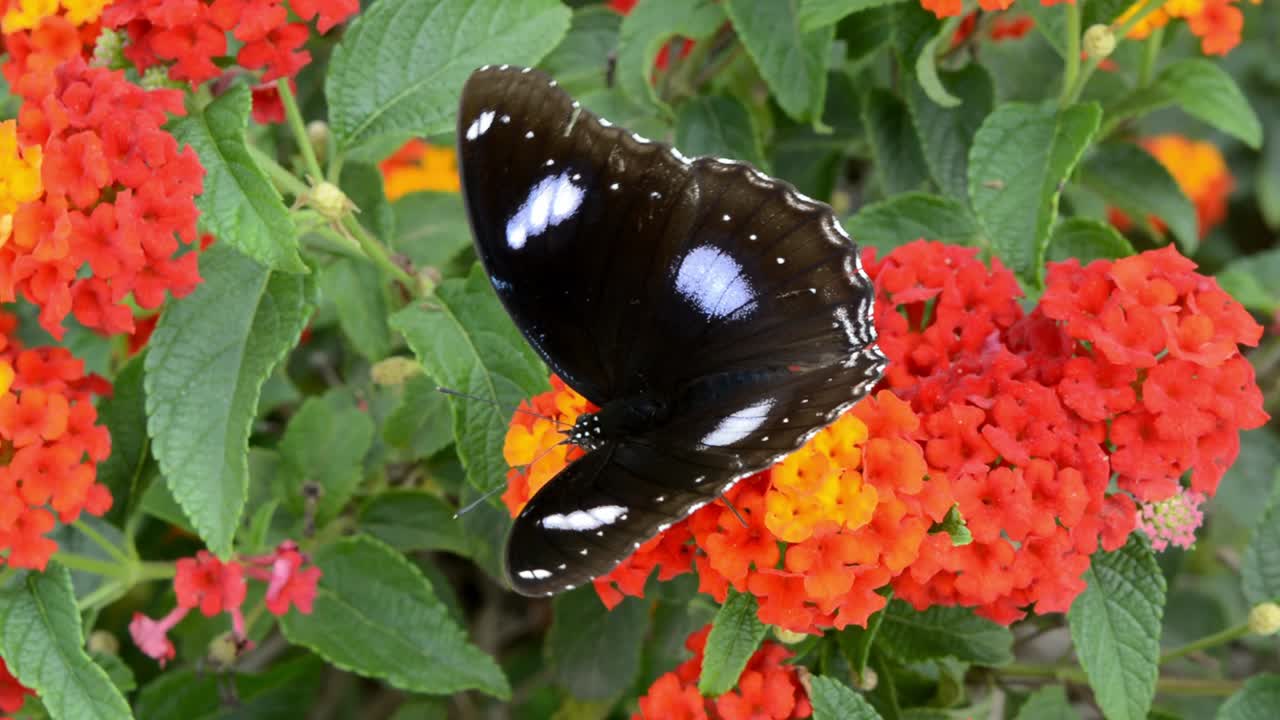 Una grande e bellissima farfalla sul fiore arancione