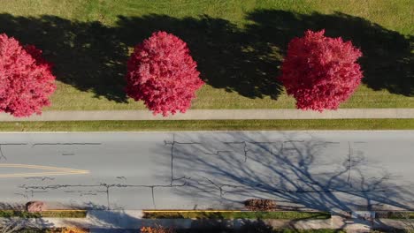 Top-down-aerial-of-scarlet-red-maple-trees-in-autumn-lining-quiet-street