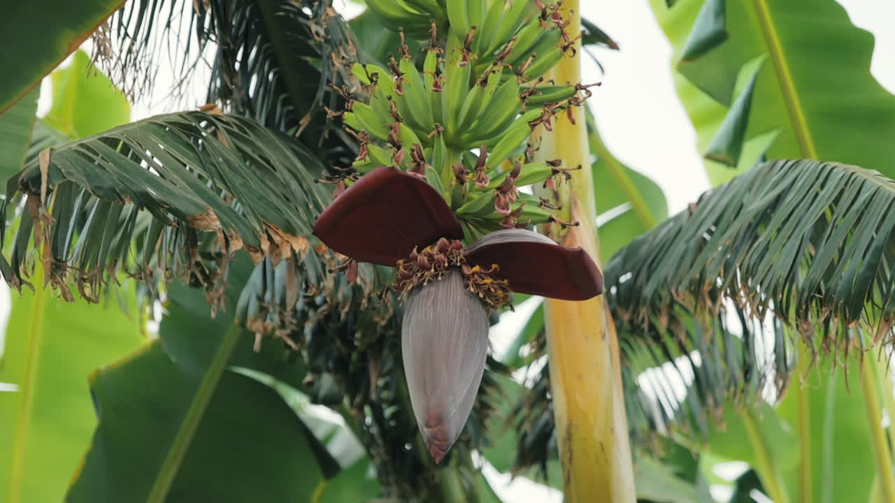 Bananas hanging from a tree while bees pollinate