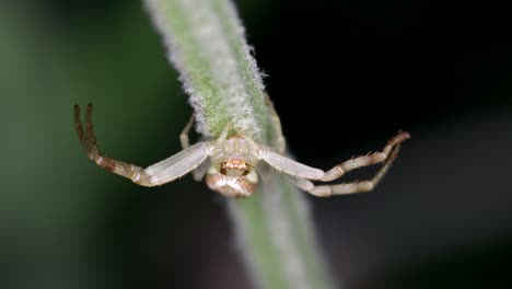 Una-Araña-Thomisidae-Descansando-Sobre-El-Tallo-De-Una-Flor-De-Lavanda-Con-Las-Piernas-Extendidas---Primer-Plano