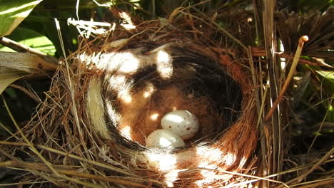 Two-desert-lark-eggs-in-nest-on-ground-in-meadow
