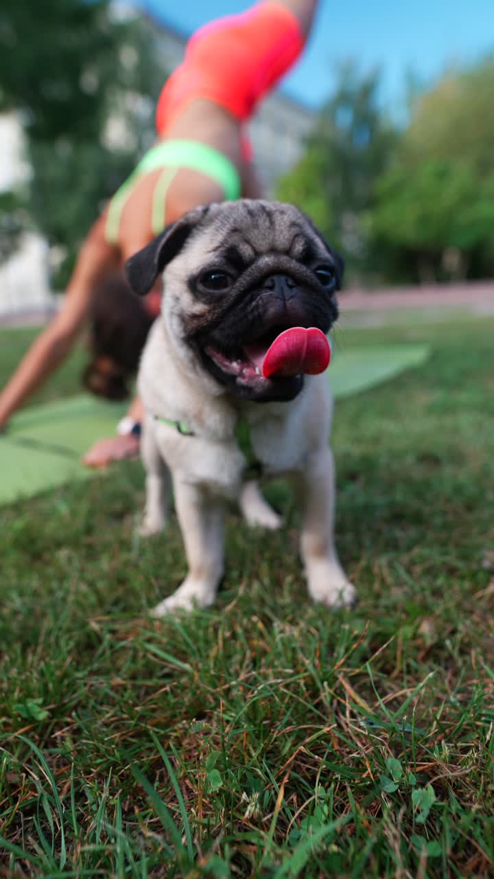 pug ve a una mujer haciendo yoga afuera.
