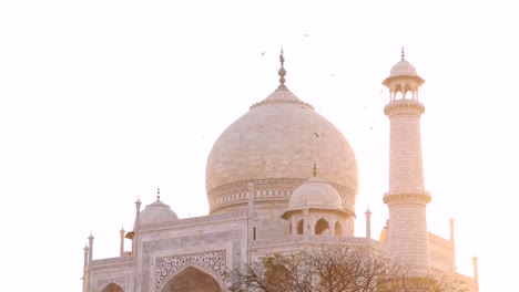 Close-up-slow-motion-shot-birds-flying-around-Taj-Mahal-domed-roof