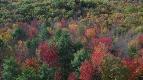 Aerial-View-of-Flashy-Vivid-Forest,-Autumn-in-Maine-USA