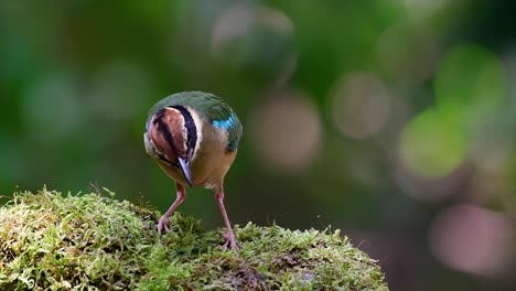 uno de los pittas más buscados y catalogado como una especie vulnerable