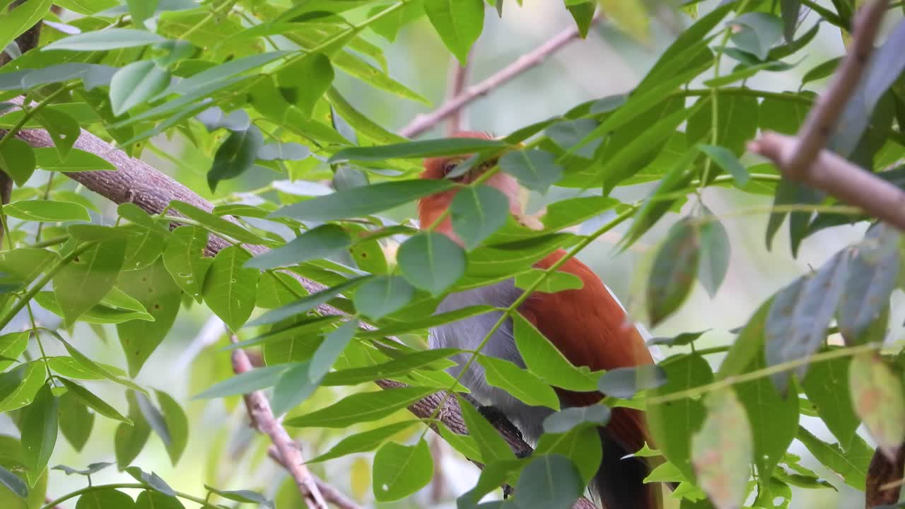 el pájaro cuco ardilla camuflado en medio del follaje de los árboles en minca, colombia