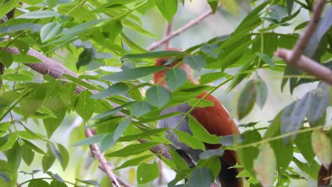 squirrel cuckoo bird camouflaged amidst tree foliage in minca, colombia