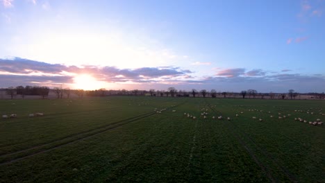 Luftdrohnenaufnahmen-Eines-Sonnenuntergangs-über-Einem-Norfolk-Feld-Voller-Schafe