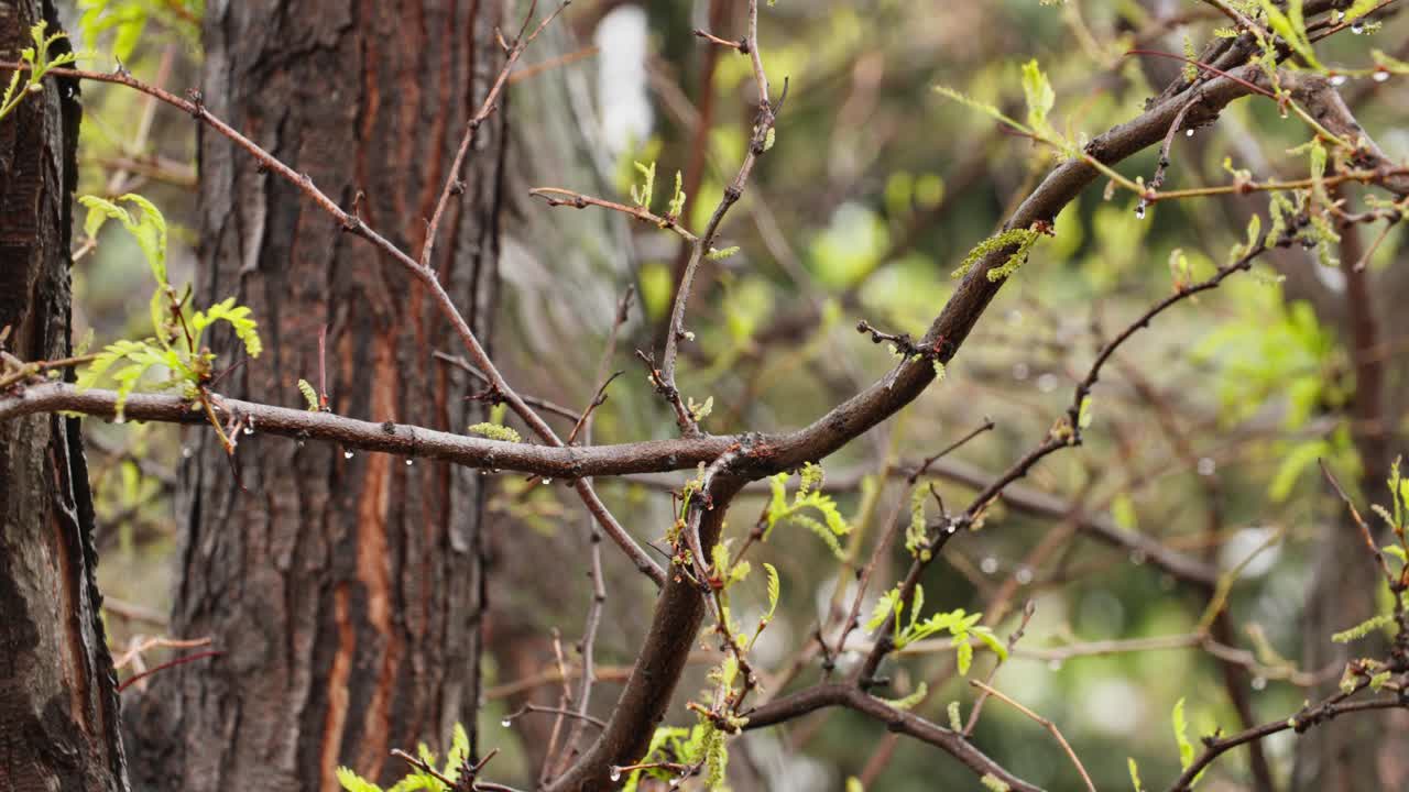 Rain drizzles over delicate spring leaves, soaking the textured bark of trees nestled in Boulder’s foothills