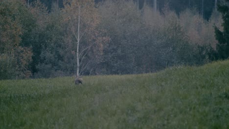 Fawn-walks-undisturbed-in-tall-grass