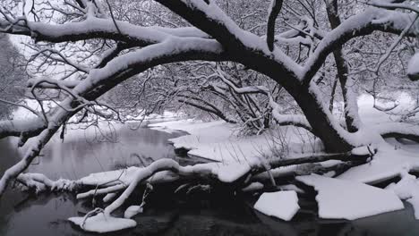 flight between snowy branches of tree leaning over river coastline