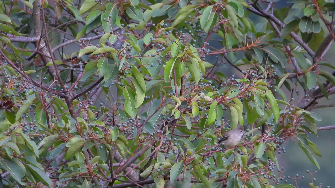 White-crested elaenia scans from berry tree before taking flight