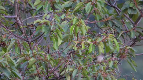 white-crested elaenia scans from berry tree before taking flight