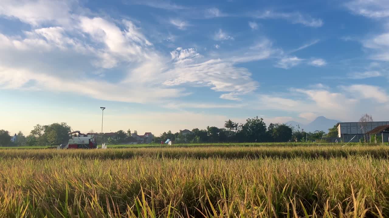밝은 날 아름다운 하늘을 배경으로 수확 기계를 사용하여 벼를 수확하는 과정과 함께 수확을 위해 준비된 누렇게 익은 논