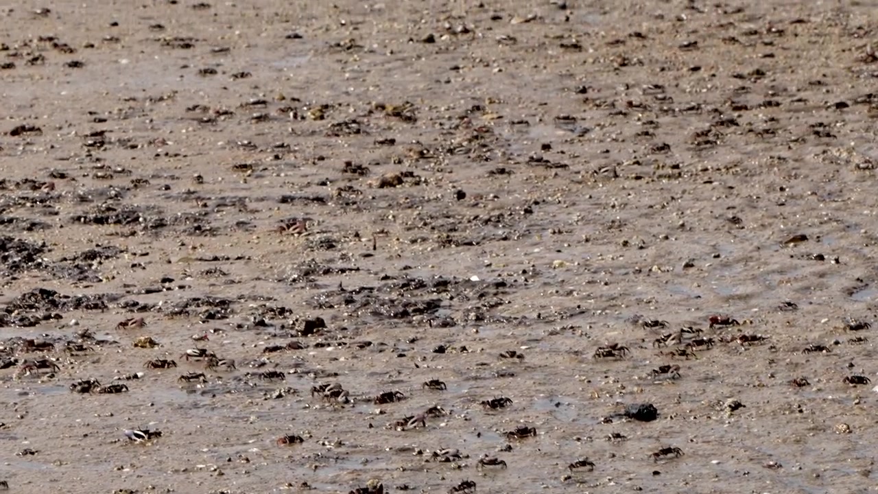 Hundreds of fiddler crabs crawling in the sand