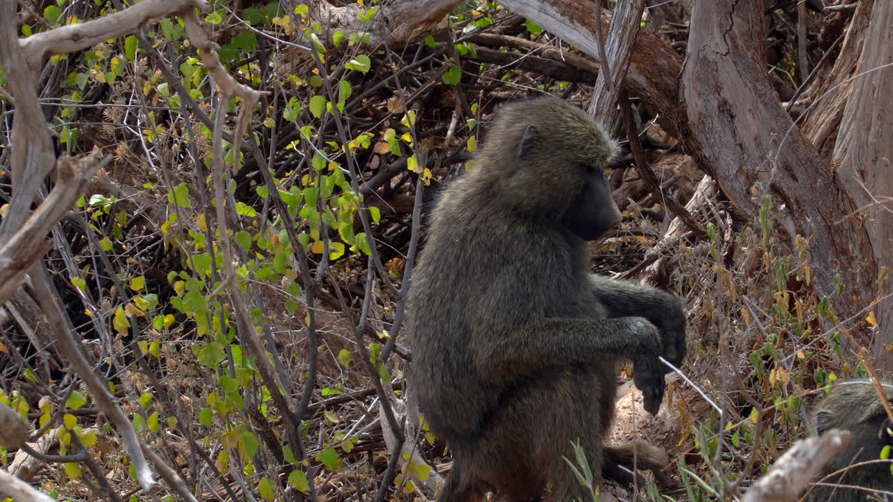 papio anubis babuino oliva en un parque nacional de kenia