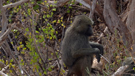 Papio-Anubis-Babuino-Oliva-En-Un-Parque-Nacional-De-Kenia