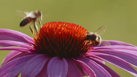 two bees pollinating common sneezeweed flower in the garden - macro shot