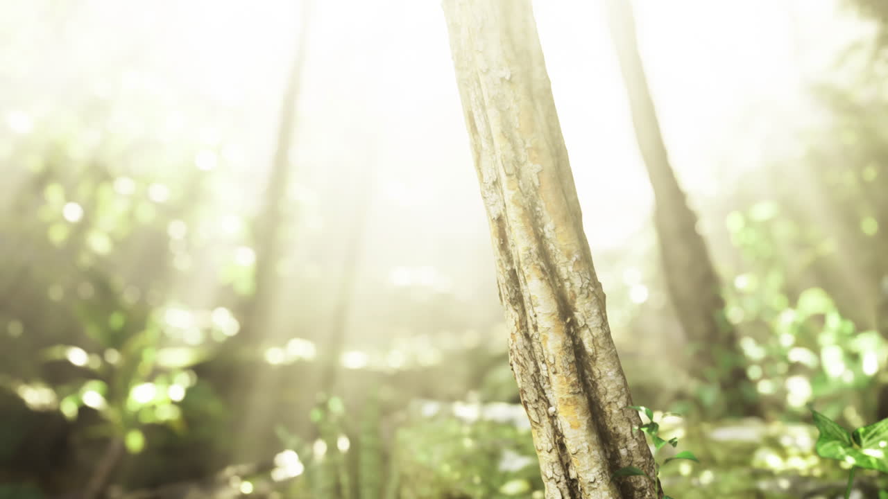 Light filtering through trees in a lush forest during daytime exploration
