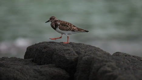 los pájaros chismosos errantes dan un salto en cámara lenta