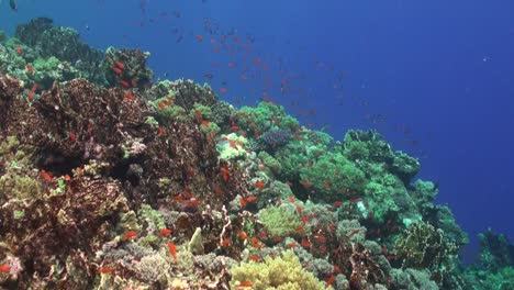 pendiente de arrecife de coral con peces de arrecife naranja en el mar rojo