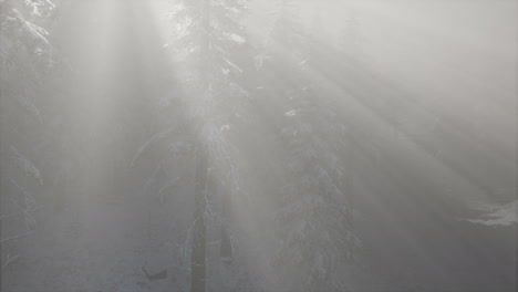 niebla brumosa en el bosque de pinos en las laderas de las montañas