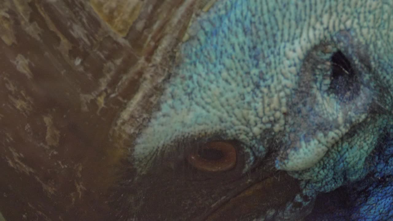 상단에 갈색 투구가 달린 남부 화식조의 화려한 목과 투구 모양의 머리