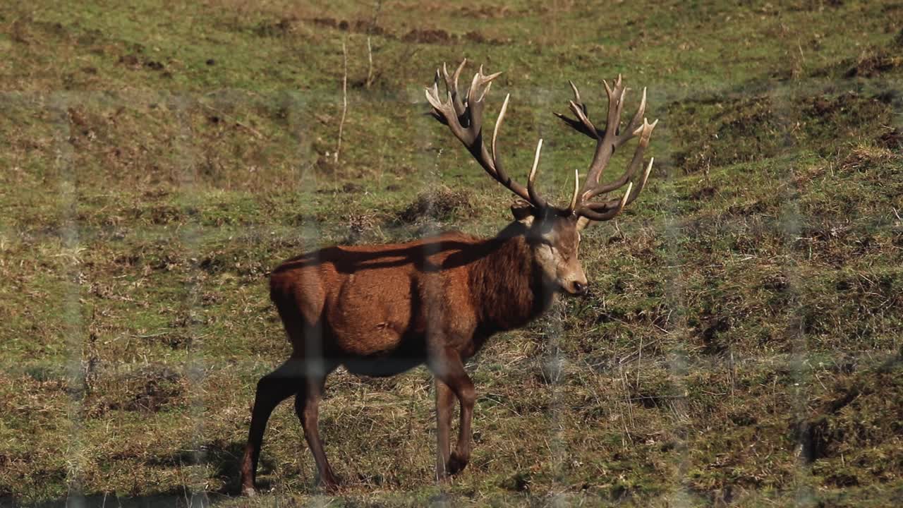 Male buck deer walking in a natural green field behind a wire fence in a natural reserve area, close-up shot, conservation concept