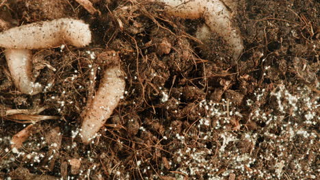 worms and fungi in soil