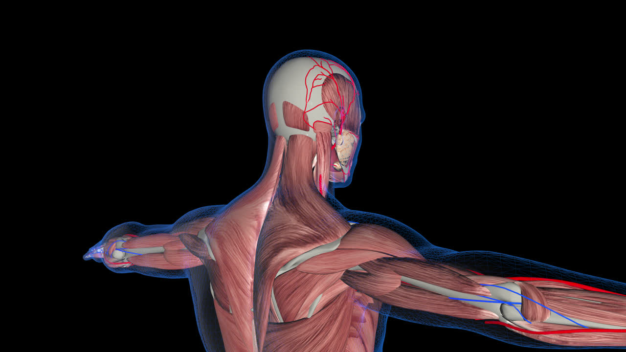 Male Anatomy Muscular System With Alpha Channel