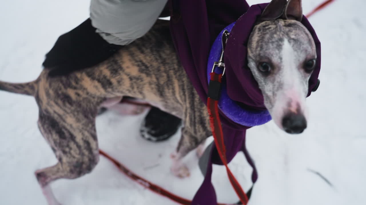 Dog wearing purple coat and blue collar with red leash stands in snow, watched closely by person in gray jacket and gloves, brindle fur visible, moment of readiness before walk on cold winter day