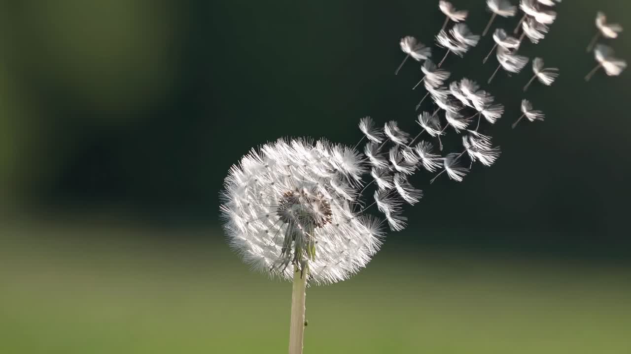 Close-up of a dandelion against a blurred green background, captured at eye level