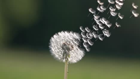 close-up of a dandelion against a blurred green background, captured at eye level