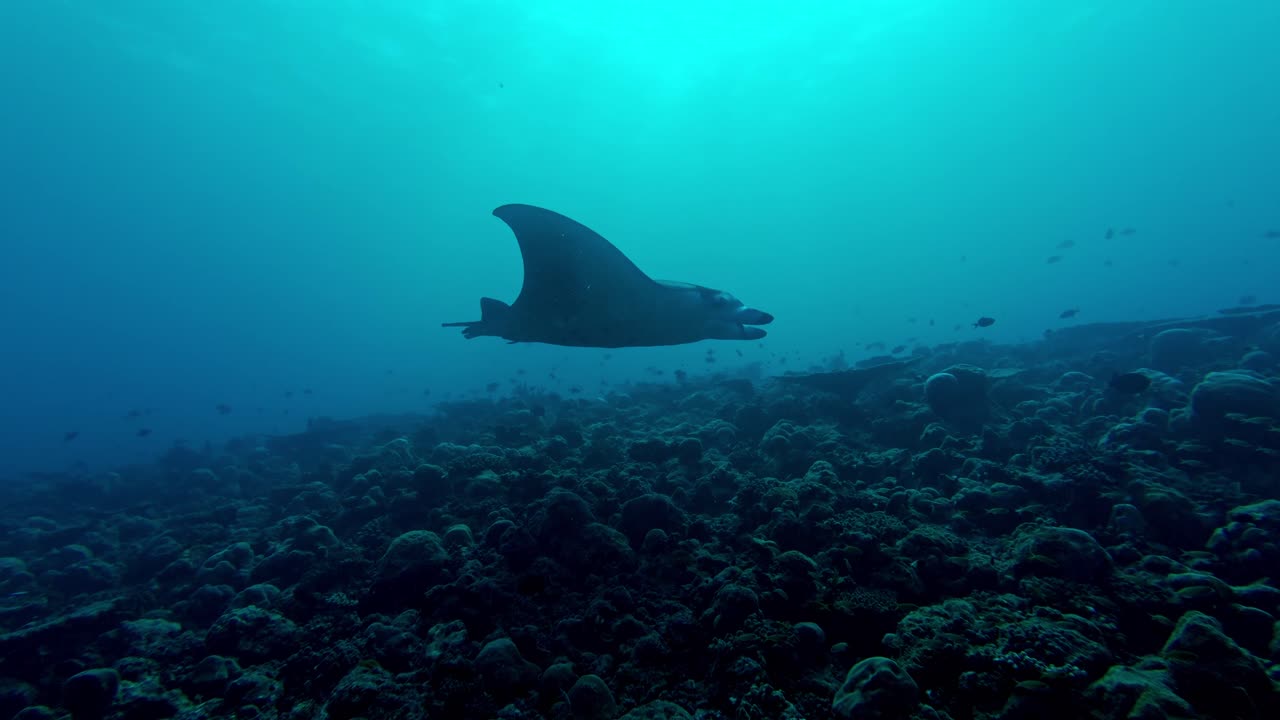 A graceful manta ray sweeps silently above the vibrant coral gardens of Ari Atoll in the Maldives.