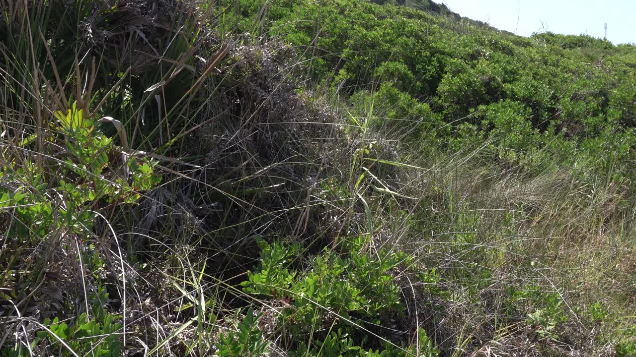 A mass of dried and green vegetation mixed together in the foreground. In the background, there is a lot of green foliage