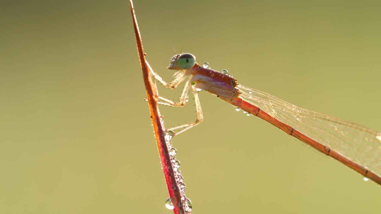 Pygmy Dartlet damselfly cleaning dew from its eyes with its legs at winter sunrise, grooming before its first flight on grass blade.