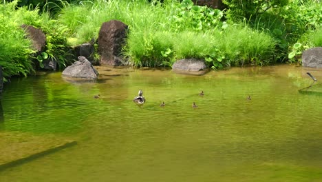 Duckling-family-swimming-in-pond-on-clear-day